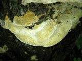 Oxyporus populinus image