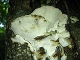 Oxyporus populinus image