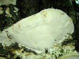 Oxyporus populinus image