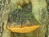 Phellinus everhartii image