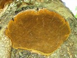 Phellinus everhartii image