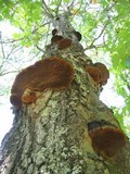 Phellinus everhartii image