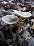 Rhodocollybia butyracea image