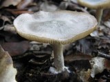 Clitocybe odora image