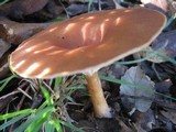 Clitocybe gibba image