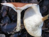 Clitocybe gibba image