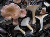 Clitocybe costata image