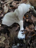 Clitocybe odora image