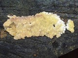 Radulomyces confluens image