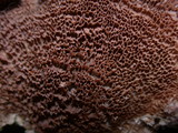 Trichaptum abietinum image