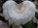 Entoloma undatum image