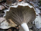 Entoloma undatum image
