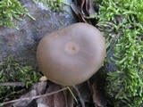 Entoloma rhodopolium image