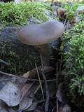Entoloma rhodopolium image