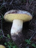 Boletus impolitus image