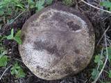 Boletus impolitus image