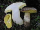Boletus impolitus image