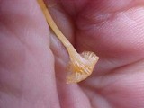 Rickenella fibula image