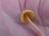 Galerina clavata image