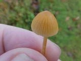 Galerina clavata image