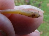 Galerina clavata image