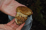 Cortinarius ponderosus image