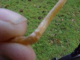 Galerina clavata image