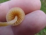 Galerina clavata image
