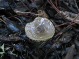 Entoloma sericeum image