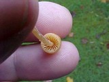 Galerina clavata image