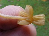 Galerina clavata image