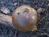 Scleroderma verrucosum image