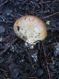 Scleroderma verrucosum image