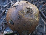 Scleroderma verrucosum image