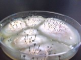 Penicillium vulpinum image