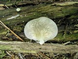 Crepidotus malachius image