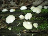 Crepidotus malachius image