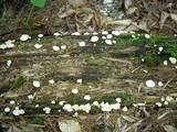 Crepidotus malachius image