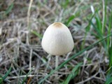 Conocybe apala image