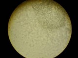 Penicillium vulpinum image