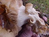 Hebeloma crustuliniforme image
