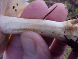 Hebeloma crustuliniforme image