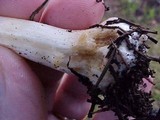 Hebeloma crustuliniforme image