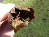 Lycoperdon pratense image
