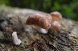 Oudemansiella platensis image