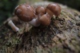 Oudemansiella platensis image
