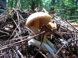 Amanita roseitincta image