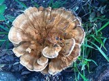 Meripilus sumstinei image