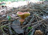 Phylloporus rhodoxanthus image
