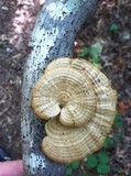 Daedaleopsis confragosa image